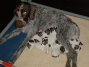 honden foto van  Brigitte Vaes: cesky fousek puppies te koop