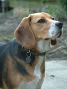 honden foto honden foto van Suzan