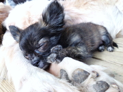 honden foto van Irene van der Harst