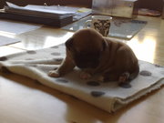 honden foto van Danny