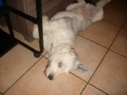 honden foto van Van Lierde