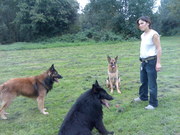 honden foto honden foto van monique