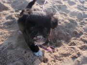 honden foto honden foto van Marleen