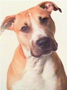 honden foto van Rego Liesbeth