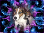 honden foto honden foto van dolfiegirl