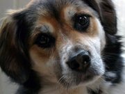 honden foto van Hans Buitenhuis