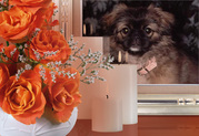honden foto van mimi