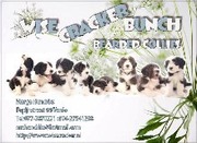 honden foto van Marga hendriks