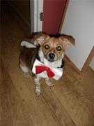 honden foto van Roos