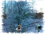 honden foto honden foto van Tjakelien