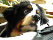 honden foto van eddy