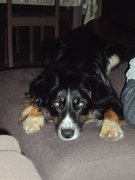 honden foto honden foto van Karolien