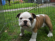 honden foto van Paul R.Sonépouse