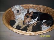 honden foto van peter