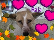 honden foto van Janette