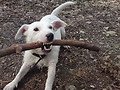 honden foto van Jill