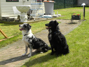 honden foto honden foto van Johan en Sara