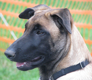 honden foto van nancy dauwe