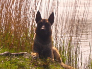 honden foto van Angelique