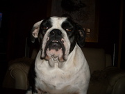 honden foto van helen