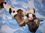 honden foto van sandra