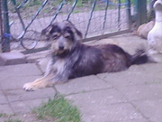 honden foto van laura