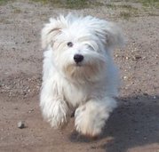 honden foto van van eijden