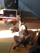 honden foto van Monique