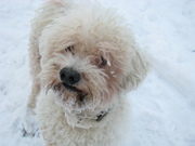 honden foto van koos