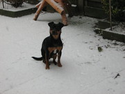 honden foto van esther