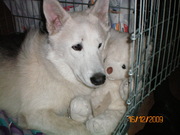 honden foto van Andrea