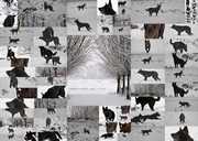 honden foto van Greet