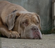honden foto van frieda algra