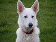 honden foto van Angelina