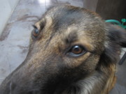 honden foto van Sara