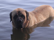 honden foto van arianne