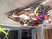 honden foto van Diny