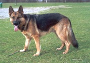 honden foto van gosia
