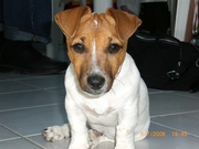 honden foto honden foto van Mickey