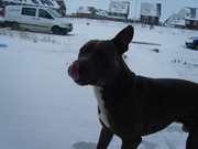 honden foto van louisa