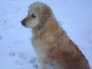 honden foto van Anneke