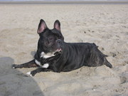 honden foto van Barry