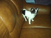 honden foto van prutske65