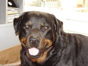 honden foto van David