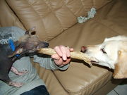 honden foto van ellen