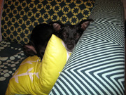 honden foto honden foto van Anita