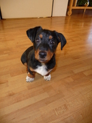 honden foto van Nancy