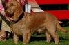 honden foto van M. Horbach