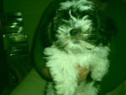 honden foto van karin 