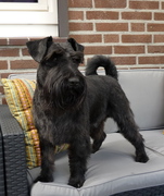 honden foto honden foto van ***Ilse & Kibor***